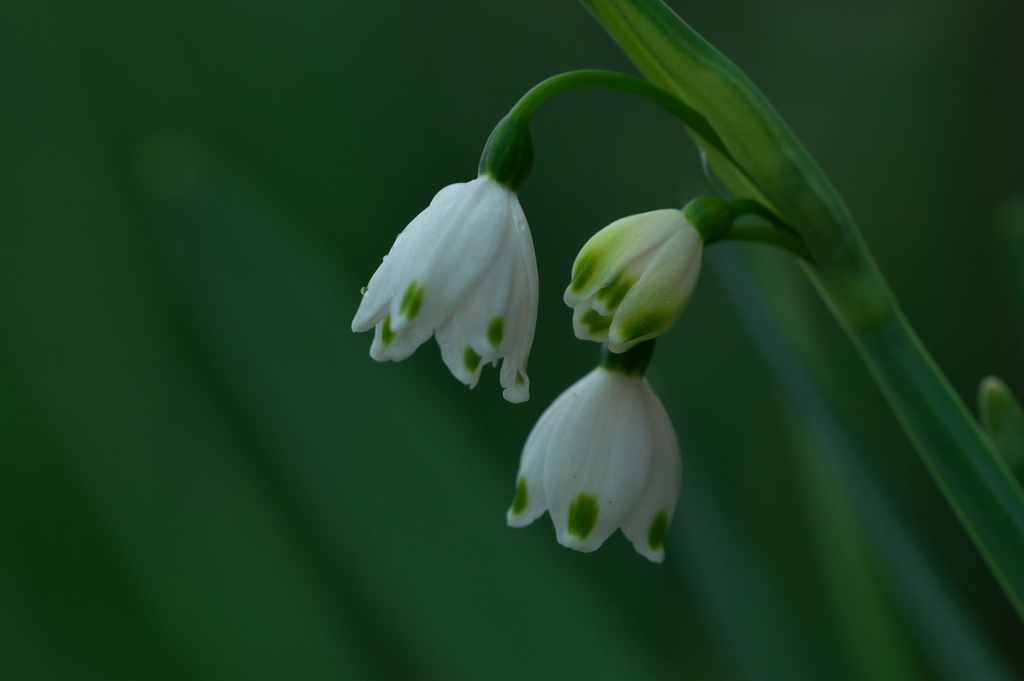 スノーフレーク