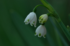 スノーフレーク