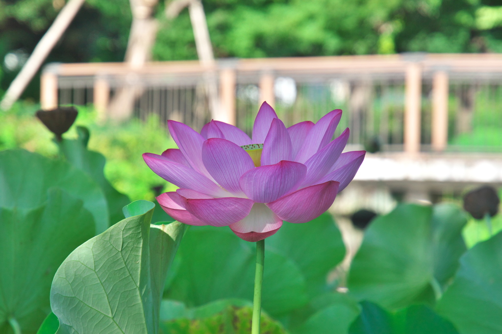 ハスの花2