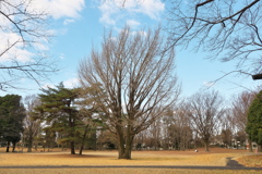 冬のイチョウ