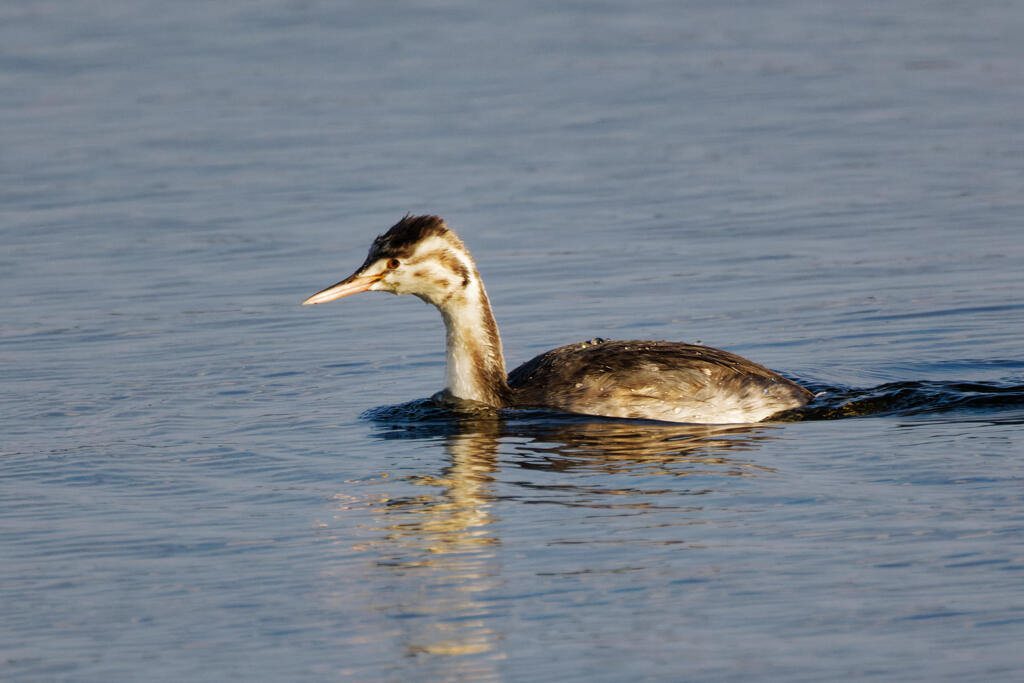カンムリカイツブリ
