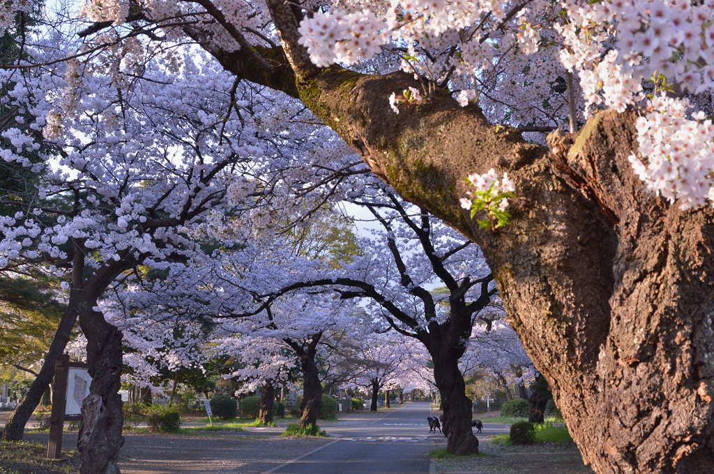 桜トンネル2