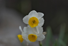 フササキスイレン