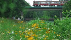 ハルシャギク咲く野川