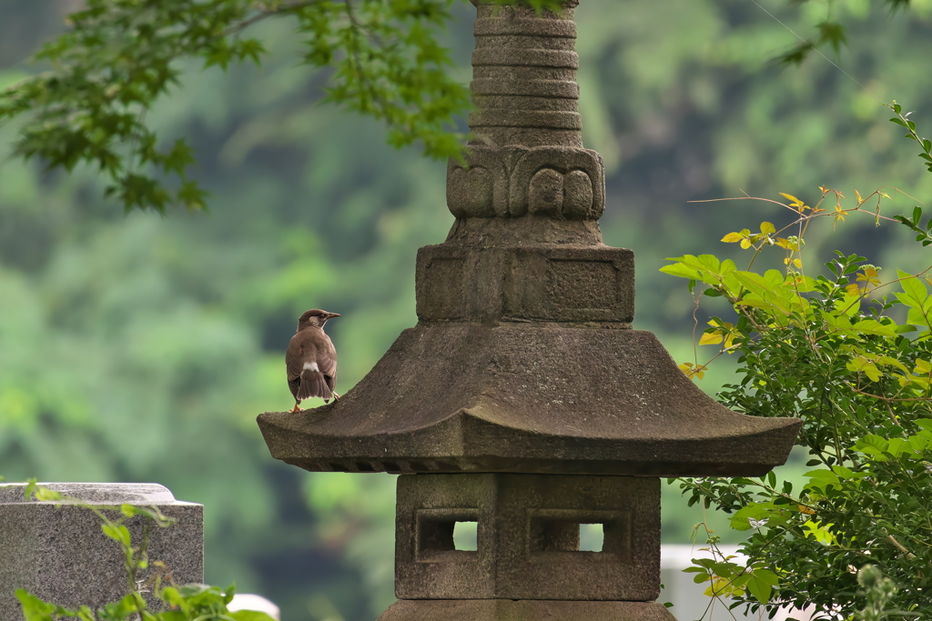 ムクドリ