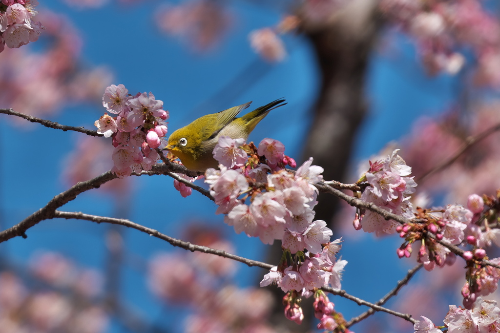 メジロ桜