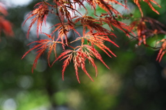 稲葉枝垂れ
