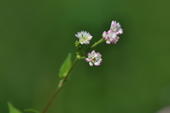 ママコノシリヌグイ