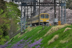 桜電車Ⅱ