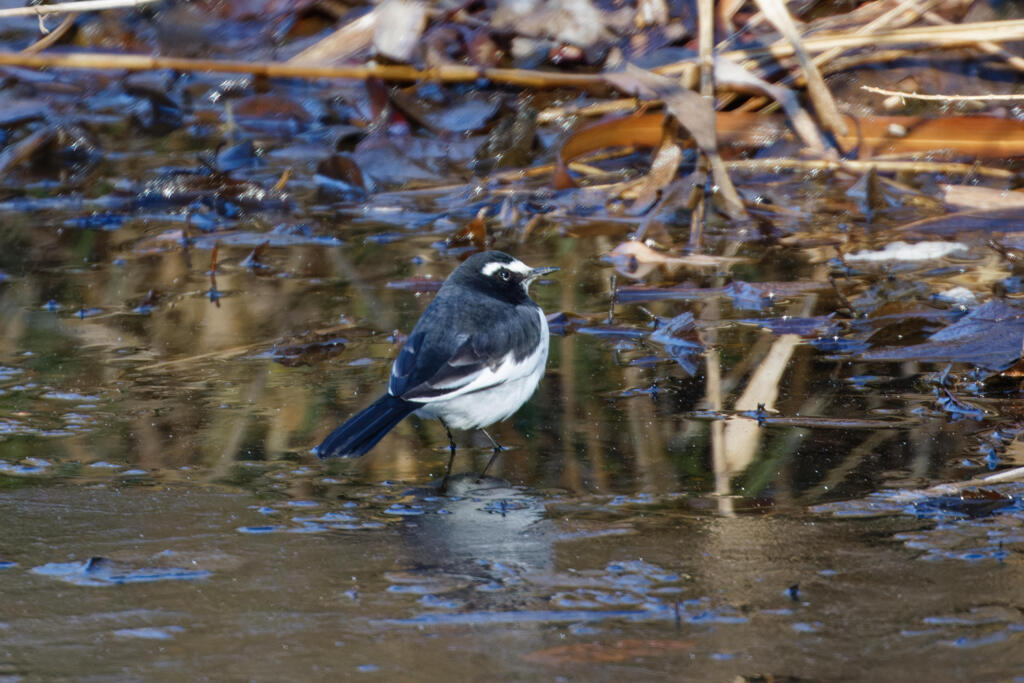 セグロセキレイ