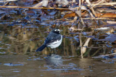 セグロセキレイ