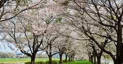 桧木内川堤の桜並木