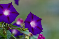 ヘブンリーブルーアサガオ