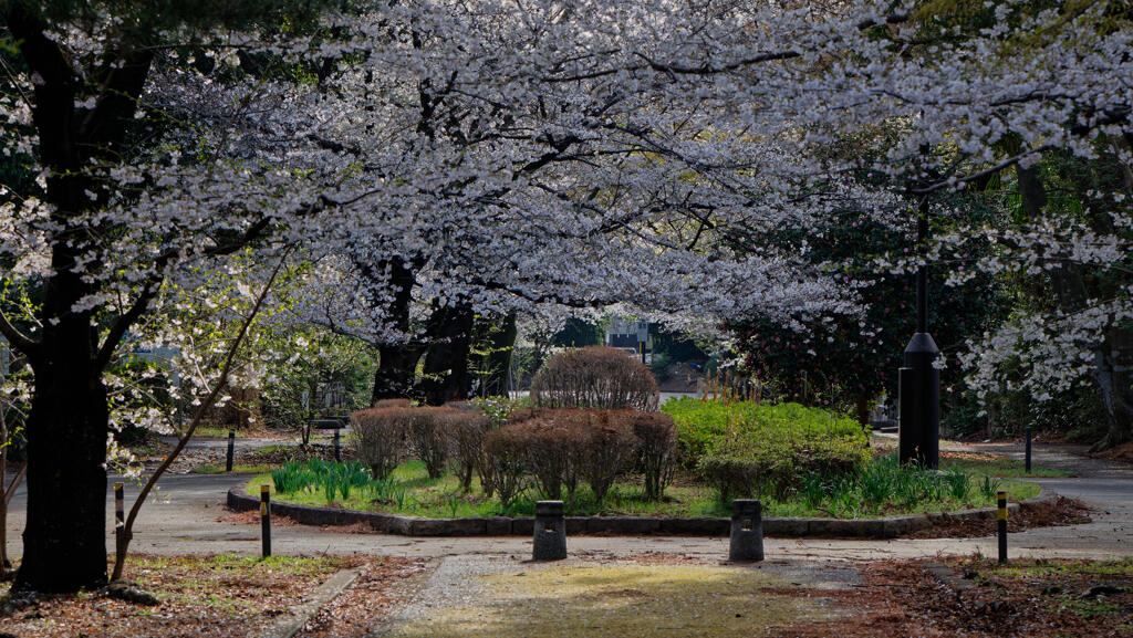 桜