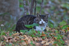 猫に会いました