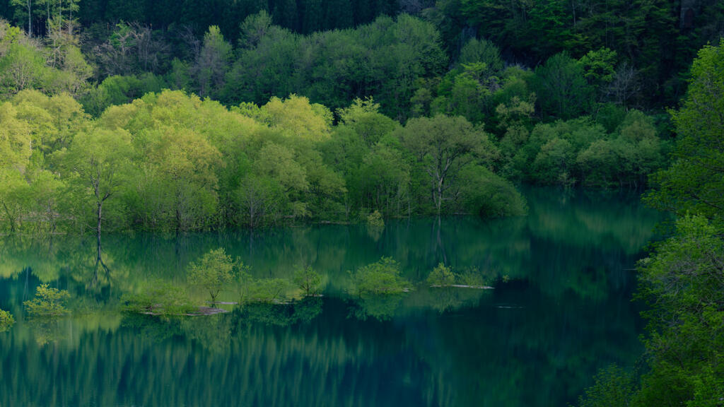 秋扇湖 水没林