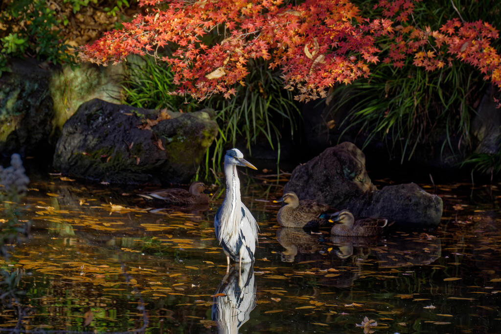 日本庭園2