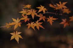 最後の紅葉