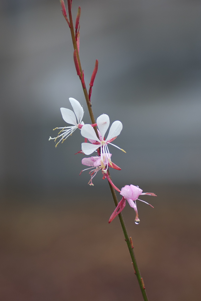 ハクチョウソウ