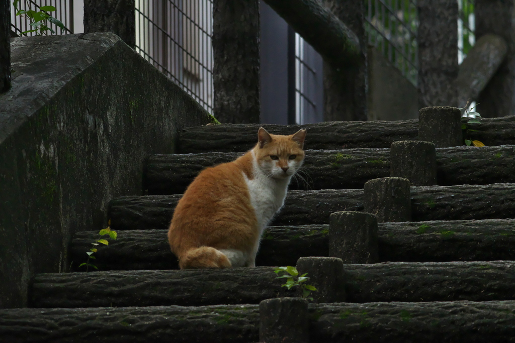 階段に猫がいました。