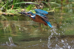 カワセミ