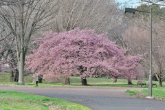 河津桜2