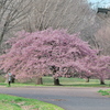 河津桜2