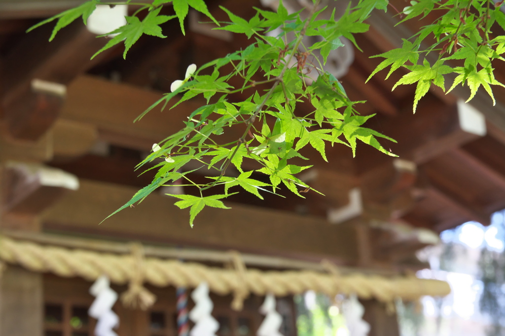 神社のもみじ