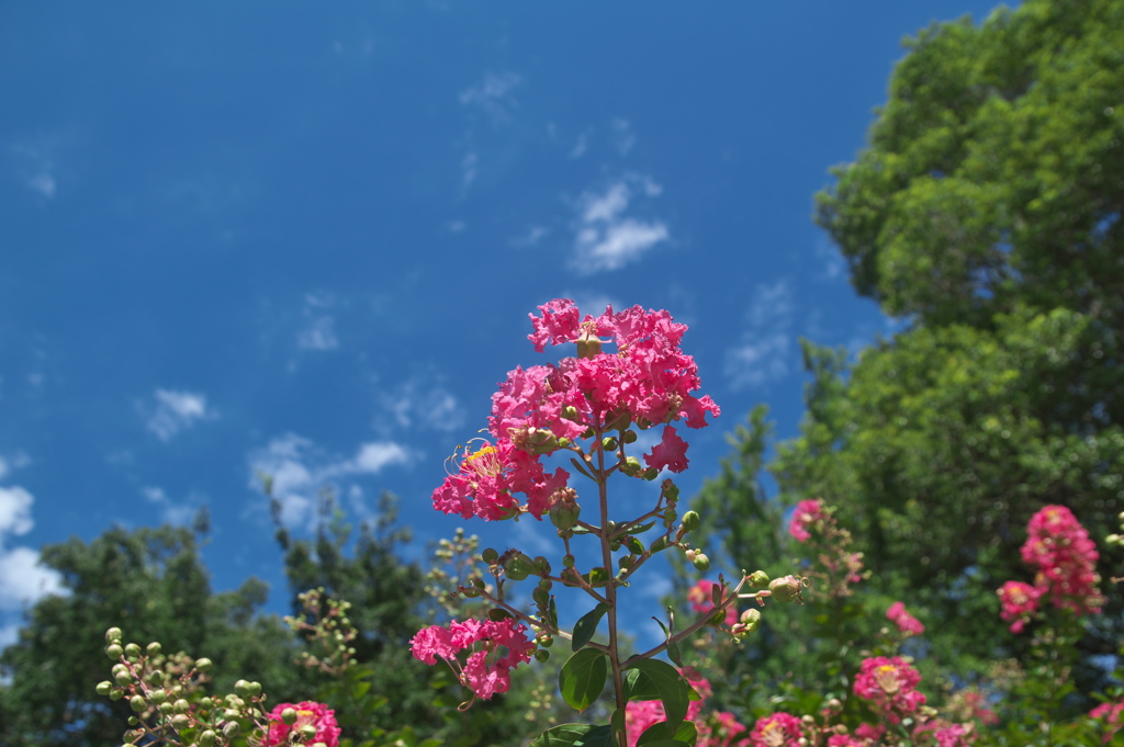 青空に百日紅の花