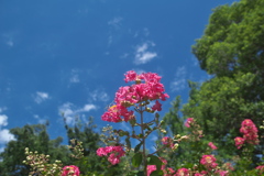 青空に百日紅の花