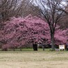 河津桜