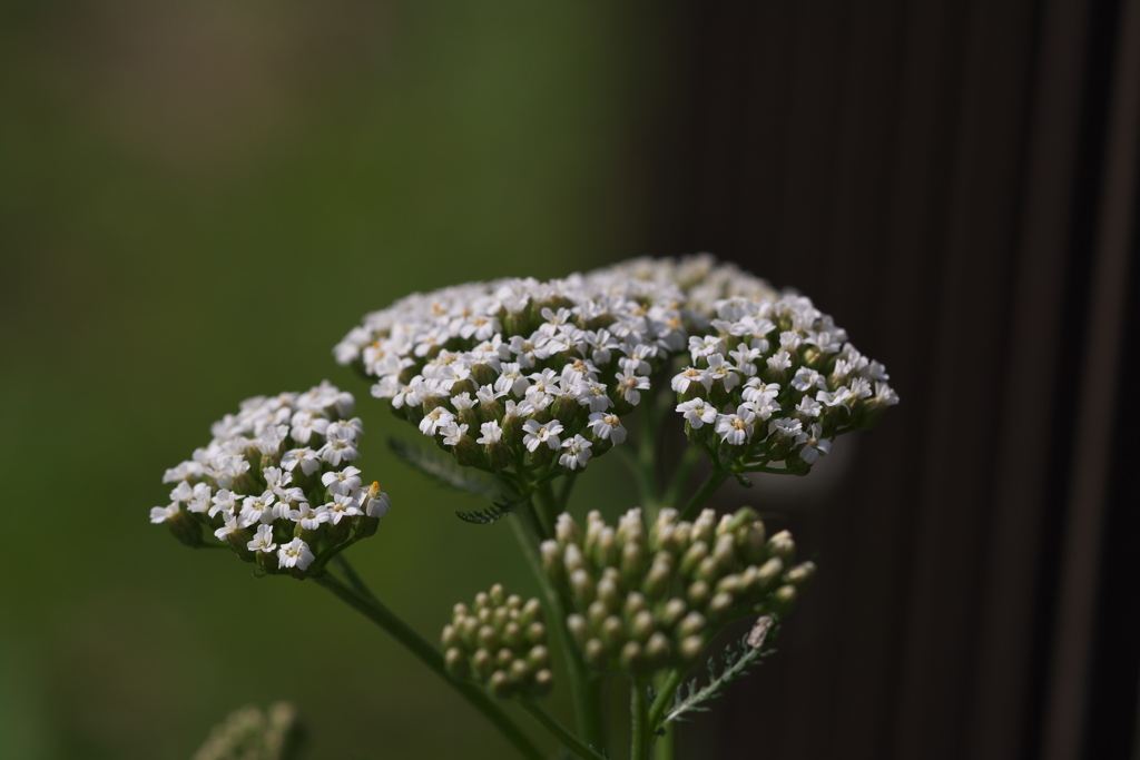 セイヨウノコギリソウ