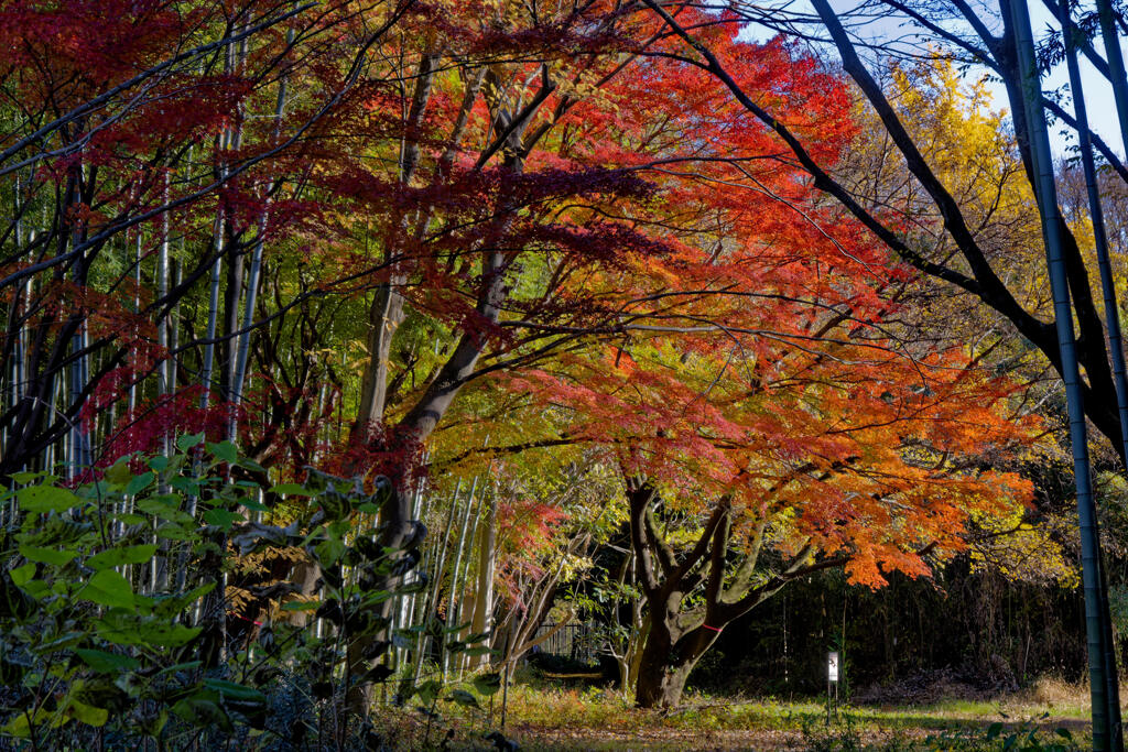 東京天文台紅葉