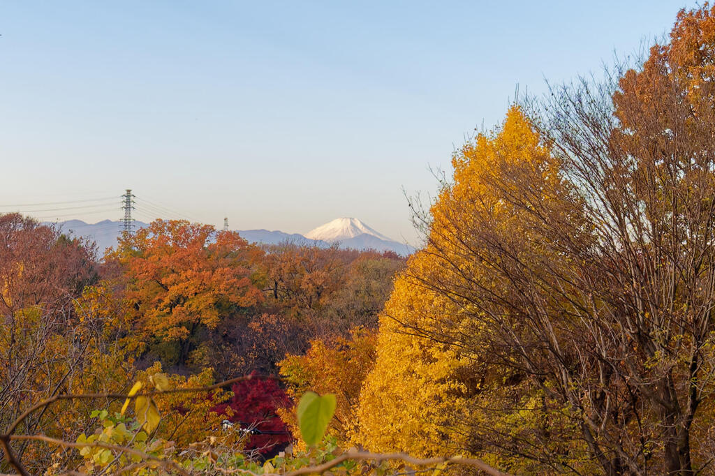 はけの森97階段より