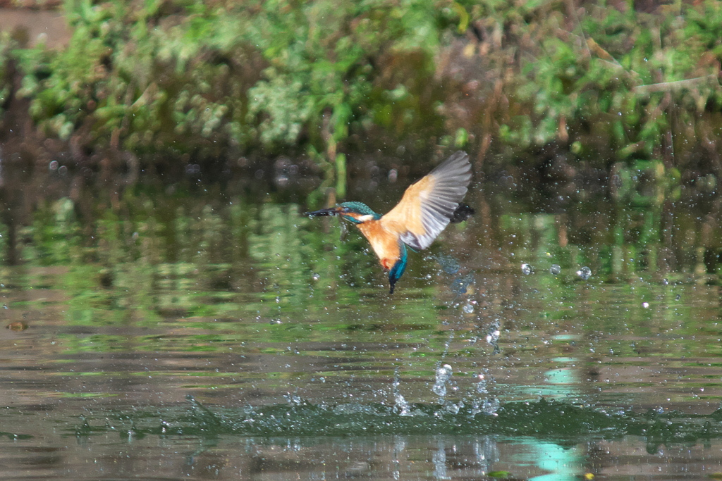 カワセミ飛び込み