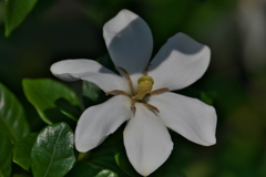 クチナシの花