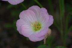 ヒルザキツキミソウ