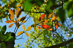 秋のステンドグラス風
