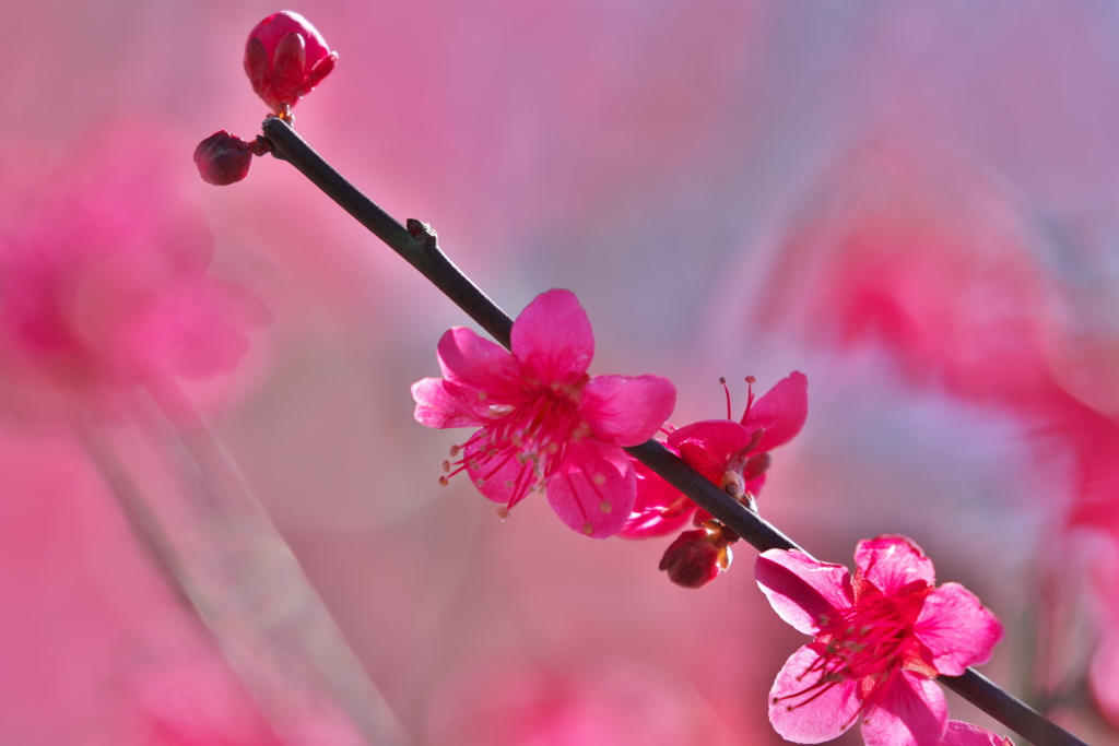 梅の花