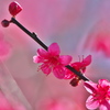 梅の花