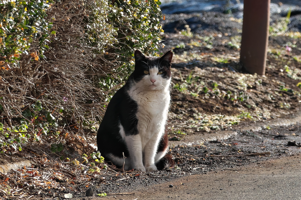 猫