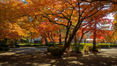紅葉天井
