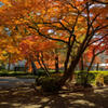 紅葉天井