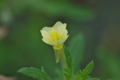 コマツヨイグサ黄