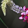 クズの花
