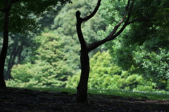 樹木の妖精