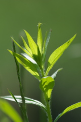 散歩道が草ボボー1