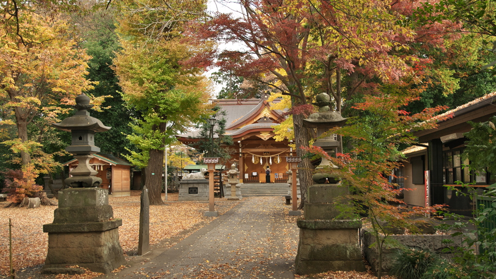 小金井神社 紅葉