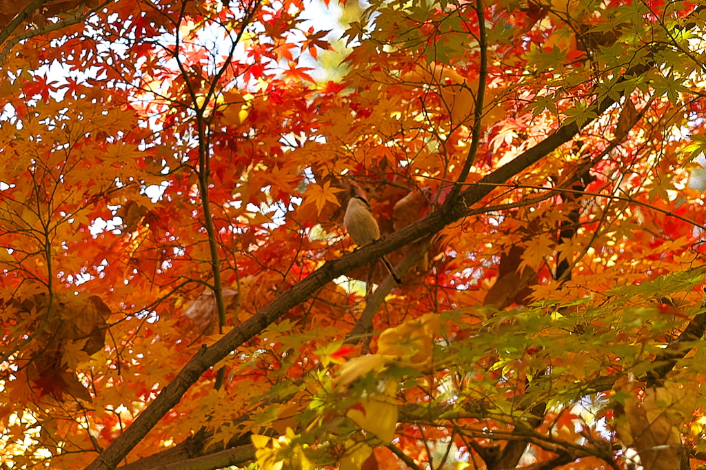 紅葉エナガ