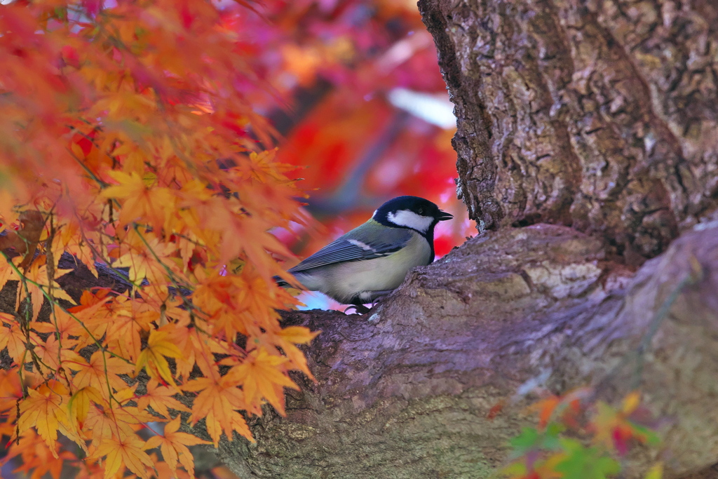 シジュウカラと紅葉